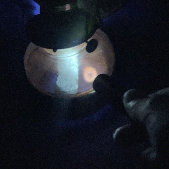 Antique 1900's Wall Mounted Oil Lamp with Glass Chimney-Eagle-Uranium-UV - Picture 3 of 14